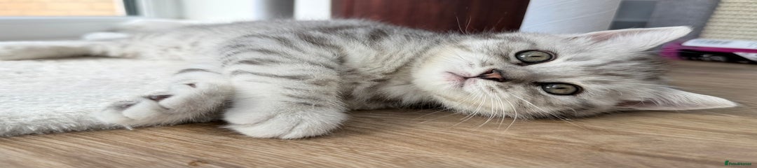 Gary 💙 British Shorthair Kitten 1