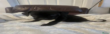 Mixed Breed Puppy 4