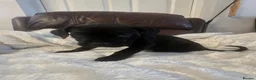 Mixed Breed dogs for sale: Cane corso x pocket bully - Advert 15