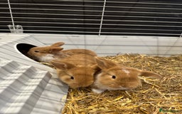 Mini Lop rabbits for sale: Mini lop babies for sale. Ready October 18th - Image 9