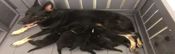 German Shepherd dogs for sale: Elite DDR German Shepherd - World-Class Pedigree  - Advert 17