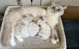 Ragdoll cats for sale: Last boy Stunning crazy playful pure Ragdoll - Image 3