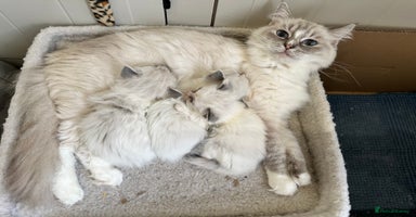 Ragdoll cats - Advert 7