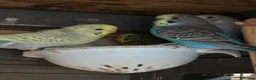 Budgerigars birds for sale: Aviary-bred Budgies’s  - Advert 5