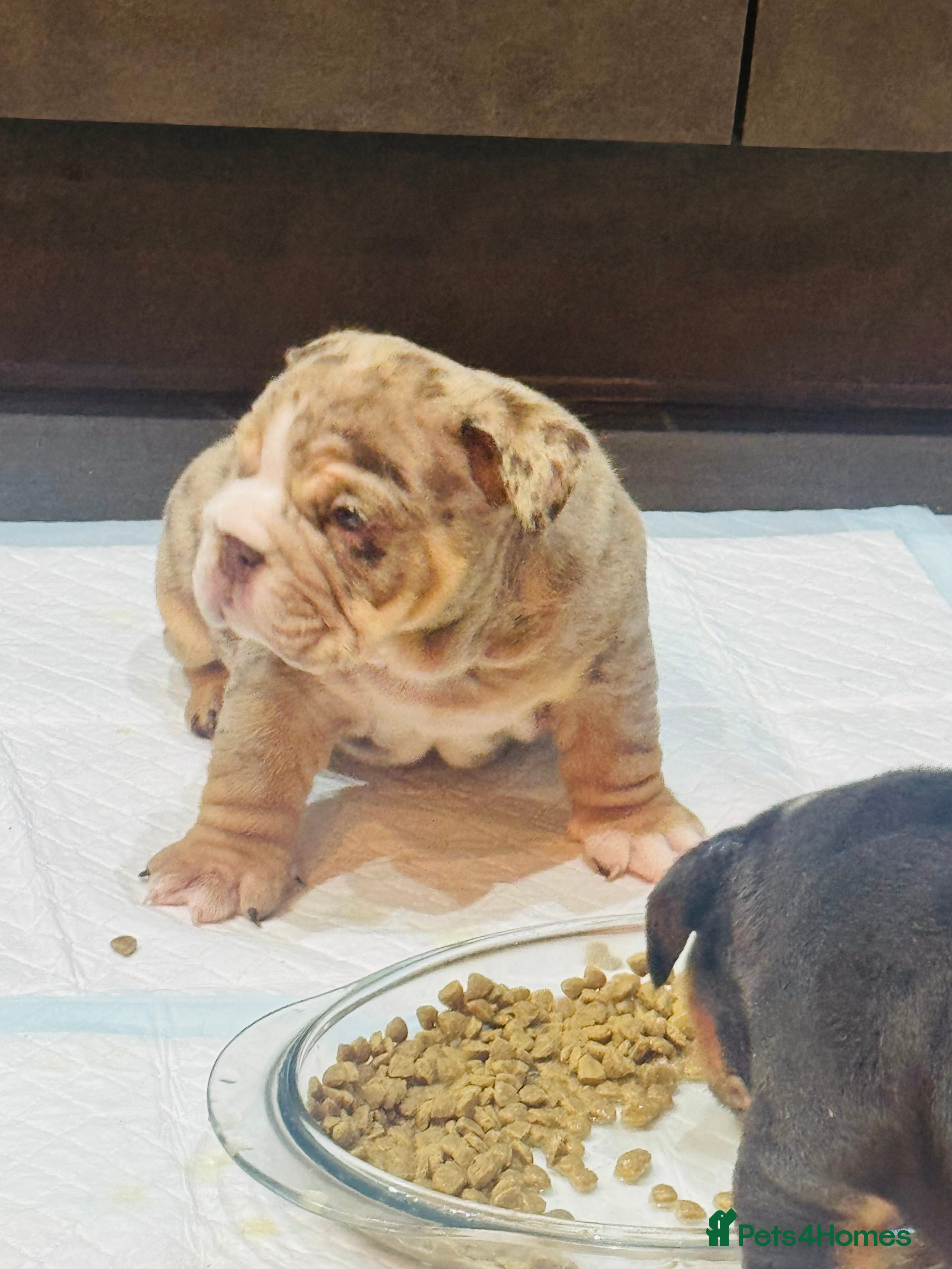 English Bulldog dogs 🐾 Stunning Pedigree EB puppies Top Rare Shades 🐾 - Advert 2