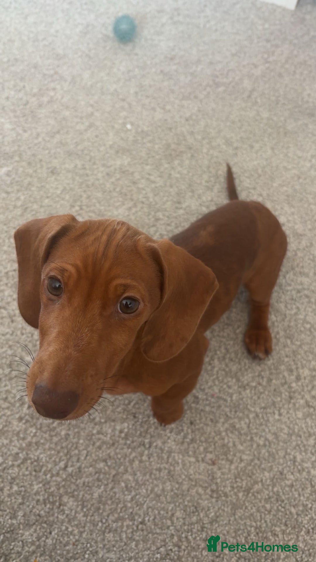Dachshund dogs for sale: Miniature Dashound - Image 4