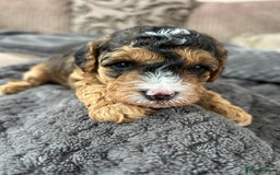 Cockapoo dogs for sale: 4 f2 cockapoos 2 males 1 female  - Image 31