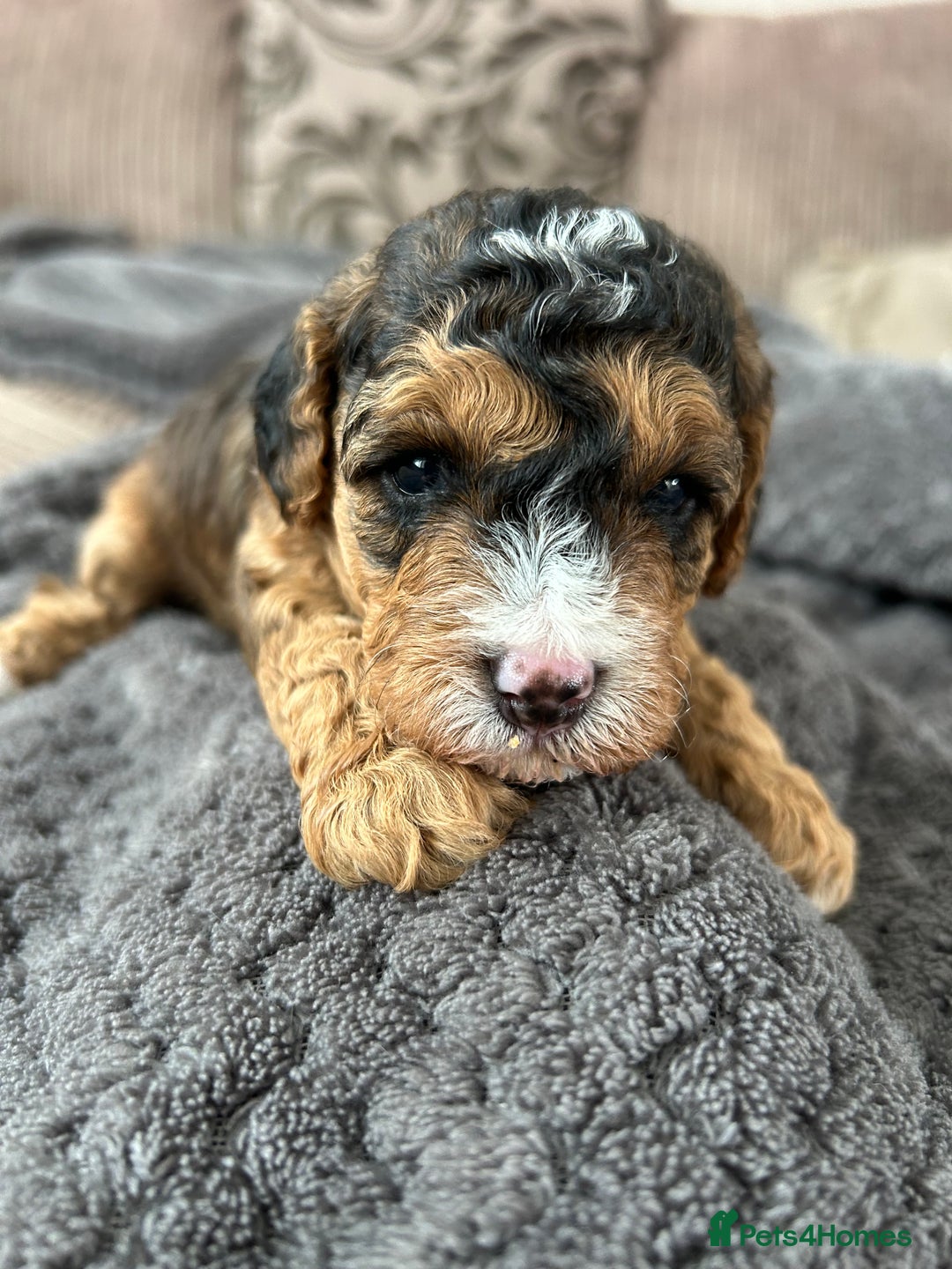 Cockapoo dogs for sale: 4 f2 cockapoos 2 males 1 female  - Image 31