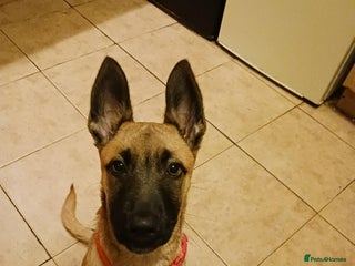 Belgian Shepherd Dog dogs Belgian Malinois puppy - Advert 8