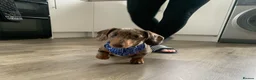 Miniature Dachshund dogs for stud: Mini dachshund stud in Leeds - Advert 2