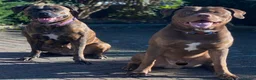 Rottweiler dogs for stud: Rottweiler/staff for STUDD  - Advert 4