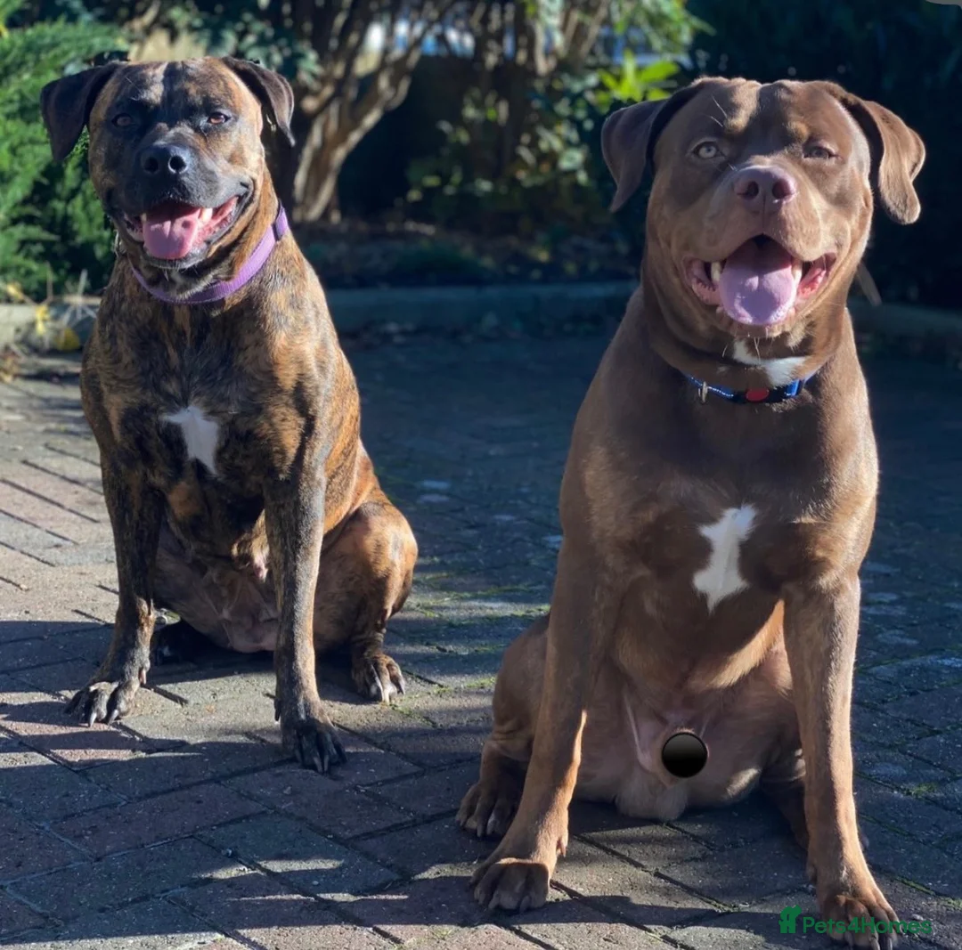 Rottweiler dogs for stud: Rottweiler/staff for STUDD  - Advert 4