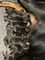 Rottweiler dogs KC Rottweiler Puppies - Advert 5