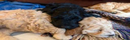 Mixed Breed dogs for sale: Cockapoo × Australian Labradoodle Puppies  in Redruth - Advert 5
