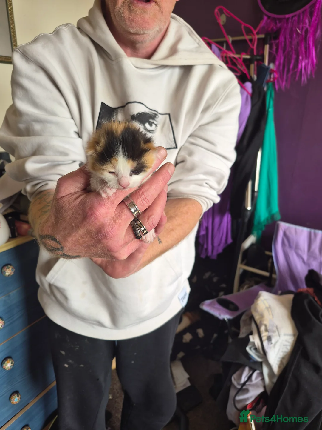 Mixed Breed cats for sale: Kitten in Stoke-on-Trent - Advert 4