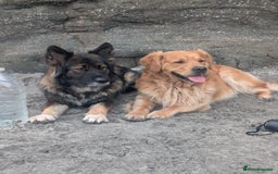 Mixed Breed dogs for sale: Golden Shepherd puppies  - Image 7