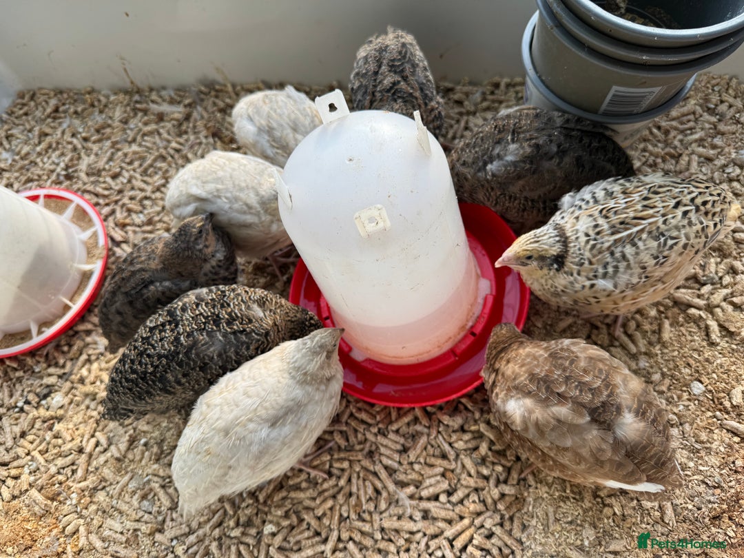 Quail poultry for sale: 4 1/2 week old mix of coturnix quails - Image 1