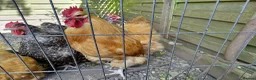 Chickens poultry for sale: Buff orpington cockeral for sale - Advert 4