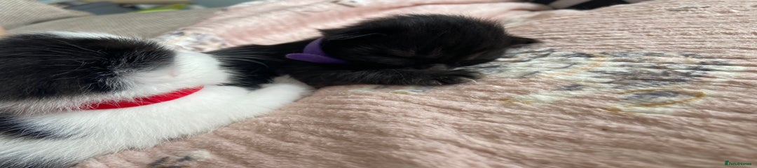 Kitten 5