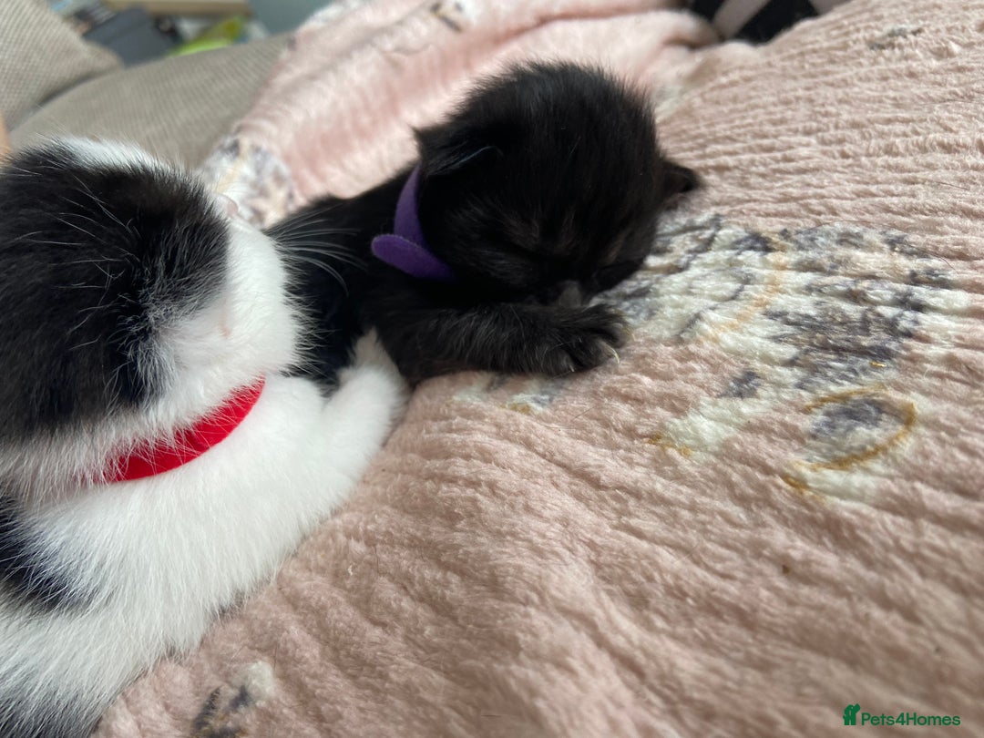 Mixed Breed cats for sale: 4 fluffy Russian blue mix kittens  - Image 10