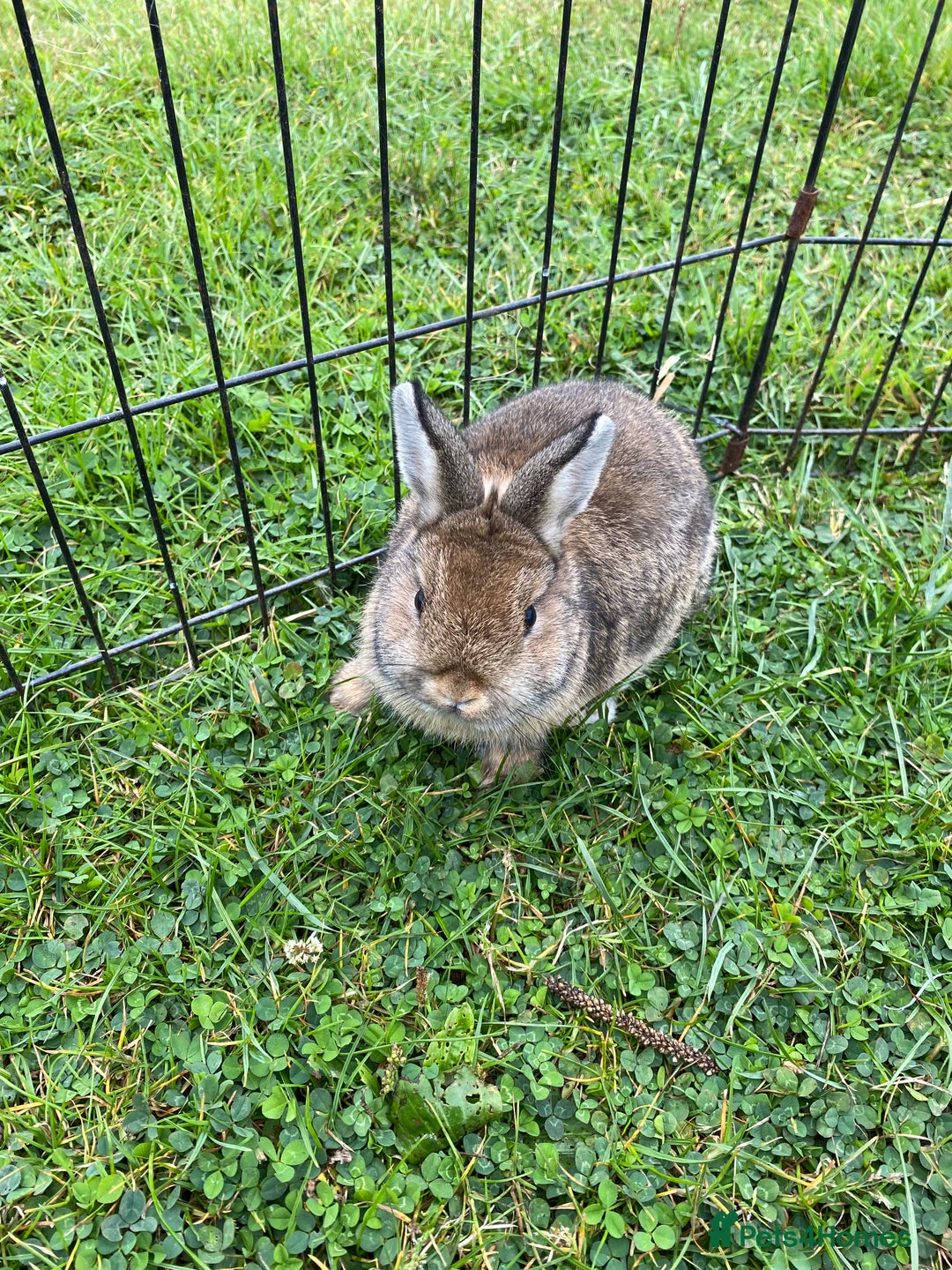 Netherland Dwarf rabbits for sale: Pure Netherland dwarf babies  - Image 5