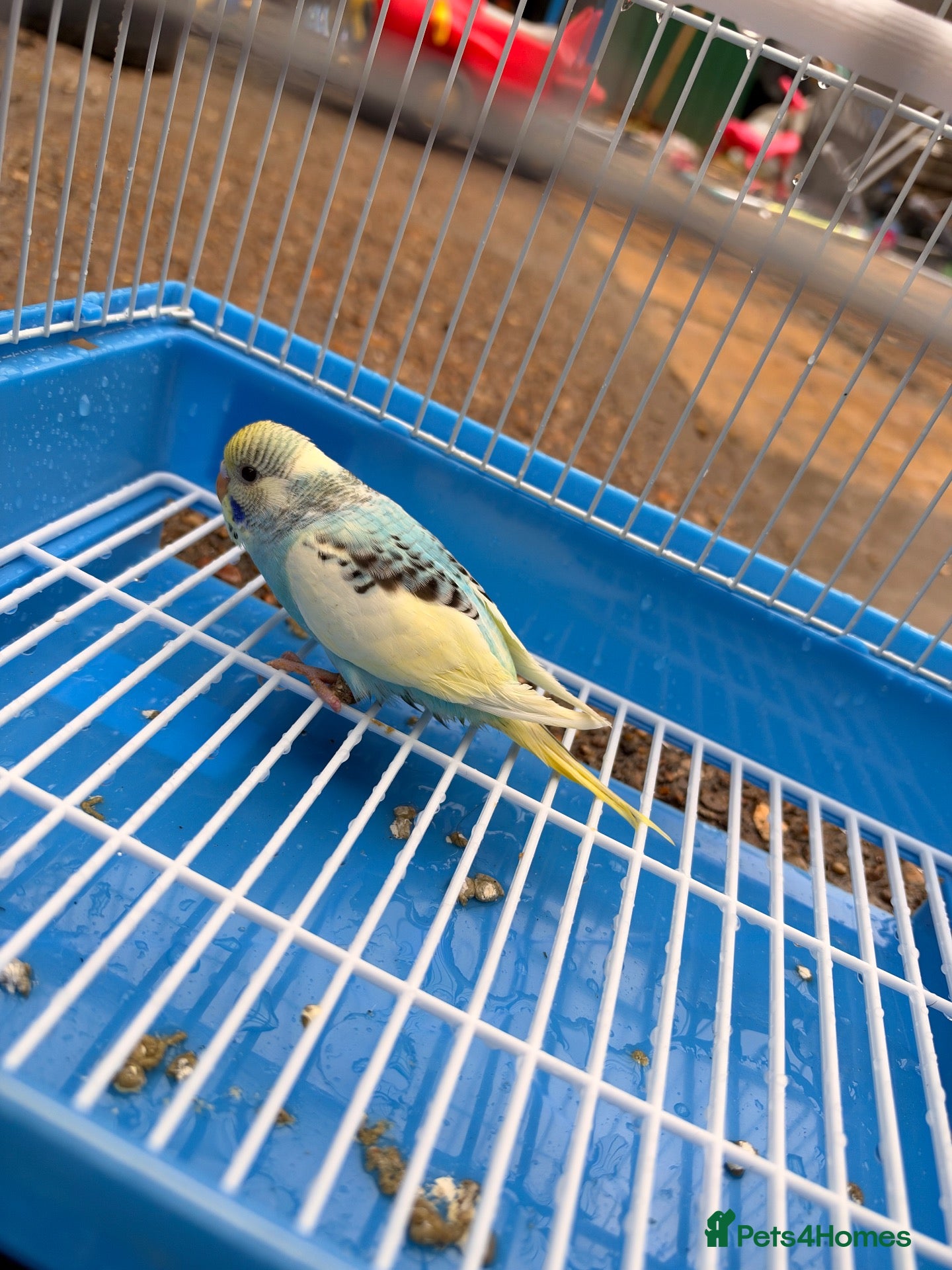 Budgerigars birds Budgies For sale - Advert 2