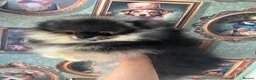 Pomeranian dogs for sale: Pom Puppies from Five Star breeder  - Advert 8