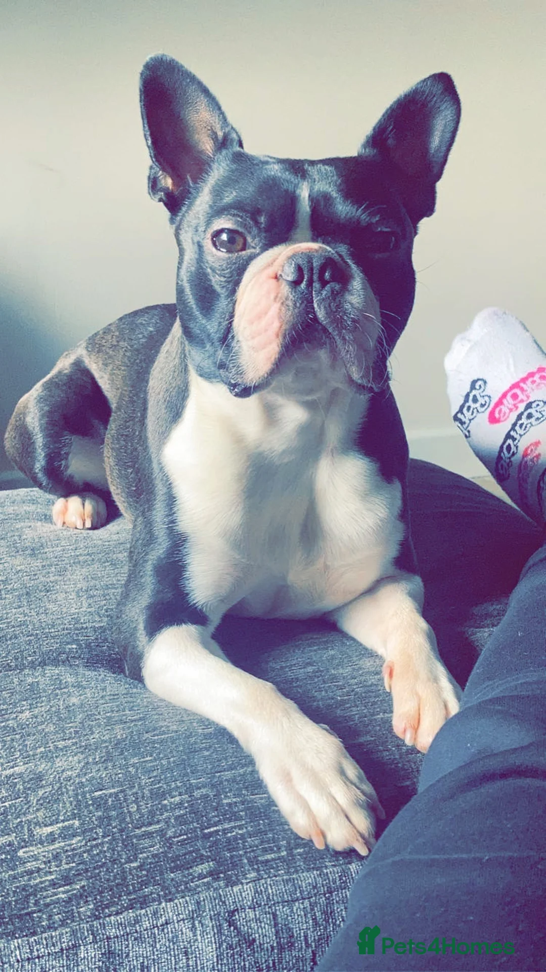 Boston Terrier dogs for stud: BOSTON TERRIER STUD in Lytham Saint Annes - Advert 7