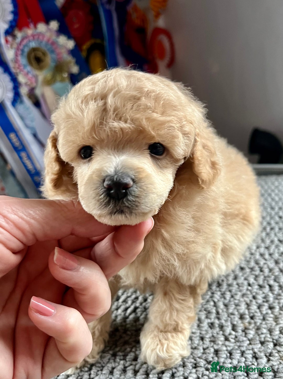 Toy Poodle dogs for sale: KC Toy Poodle Puppies - Image 8