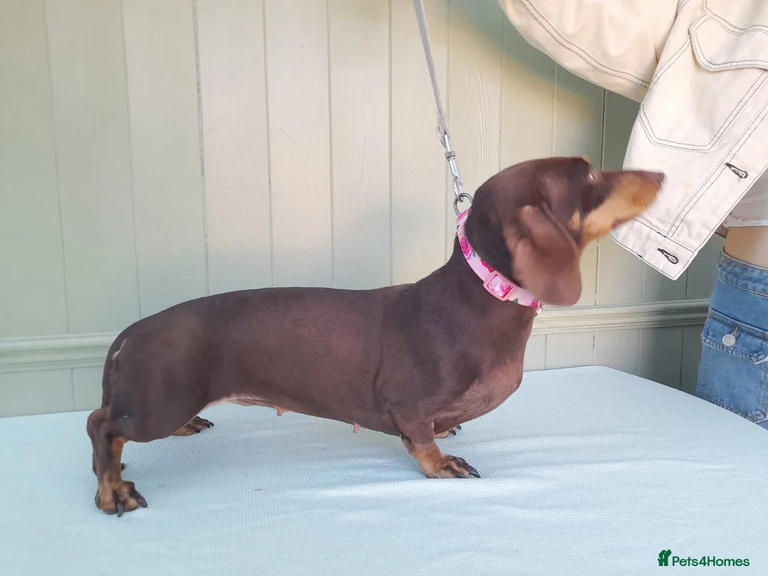 Miniature Dachshund dogs for sale: Kc reg mini dachshund last stunning little girl . - Advert 2