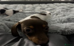 Miniature Dachshund dogs for sale: Four beautiful miniature dachshund girls - Advert 18
