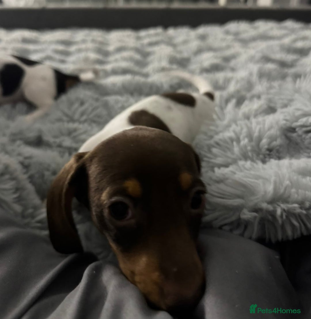 Miniature Dachshund dogs for sale: Four beautiful miniature dachshund girls - Advert 18