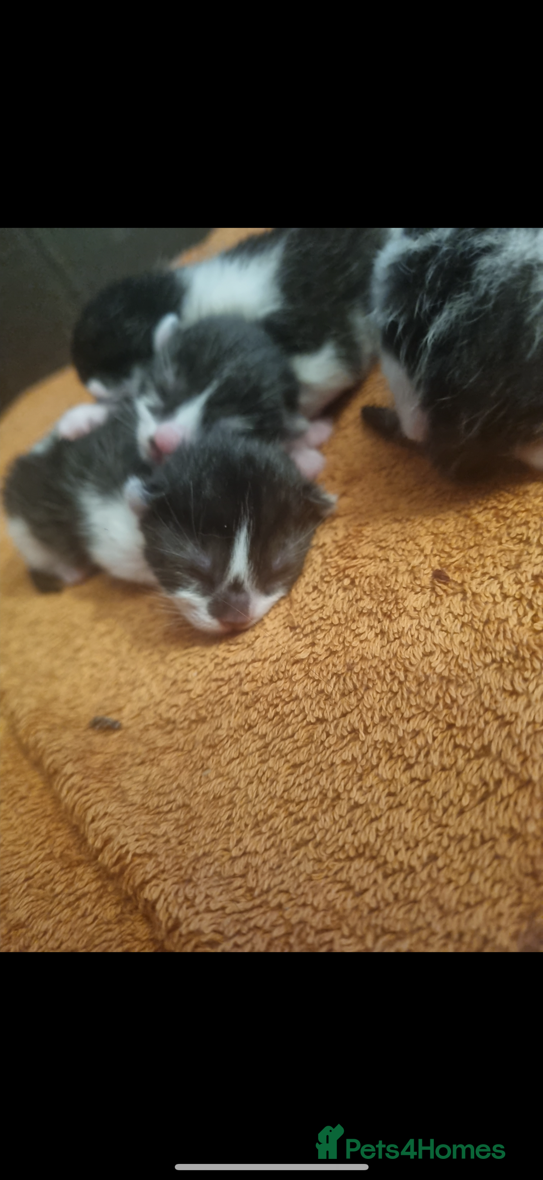 British Shorthair cats for sale: Last girl available ready to leave 13/09! - Image 2