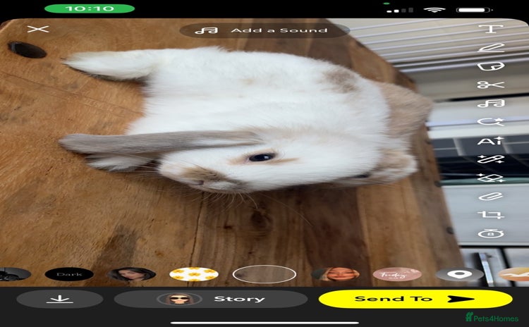 Mini Lop rabbits - Advert 16