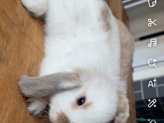 Mini Lop rabbits - Advert 23