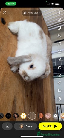 Mini Lop rabbits - Advert 7