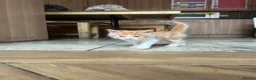 British Longhair cats for sale: Kittens in Romford - Advert 17