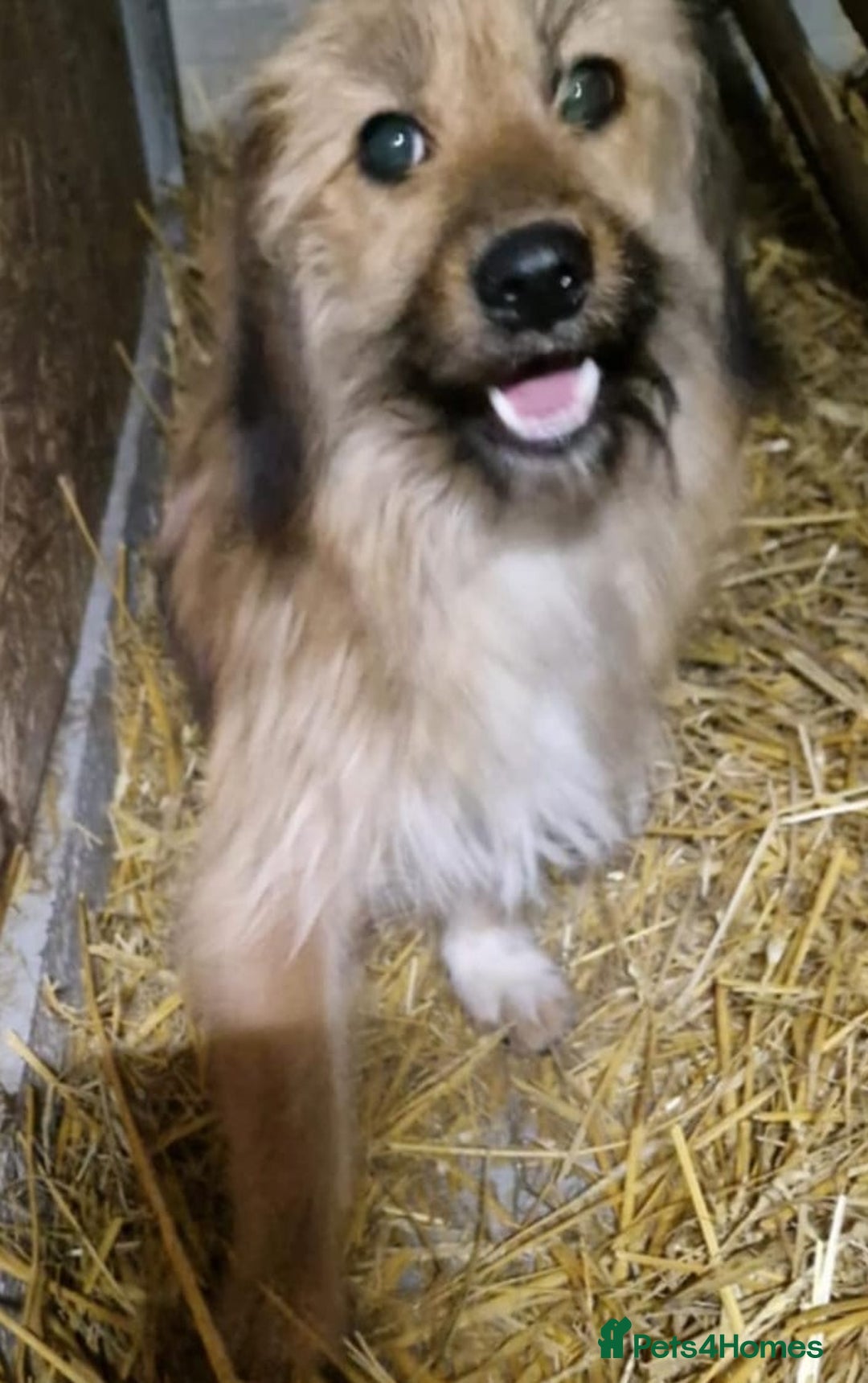 Mixed Breed dogs for adoption: 🌼 Meet Maya 🌼 – a sweet little survivor - Advert 1