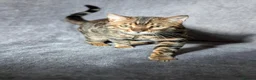 Bengal cats for sale: Gorgeous Bengal Boy looking for a loving home - Advert 3