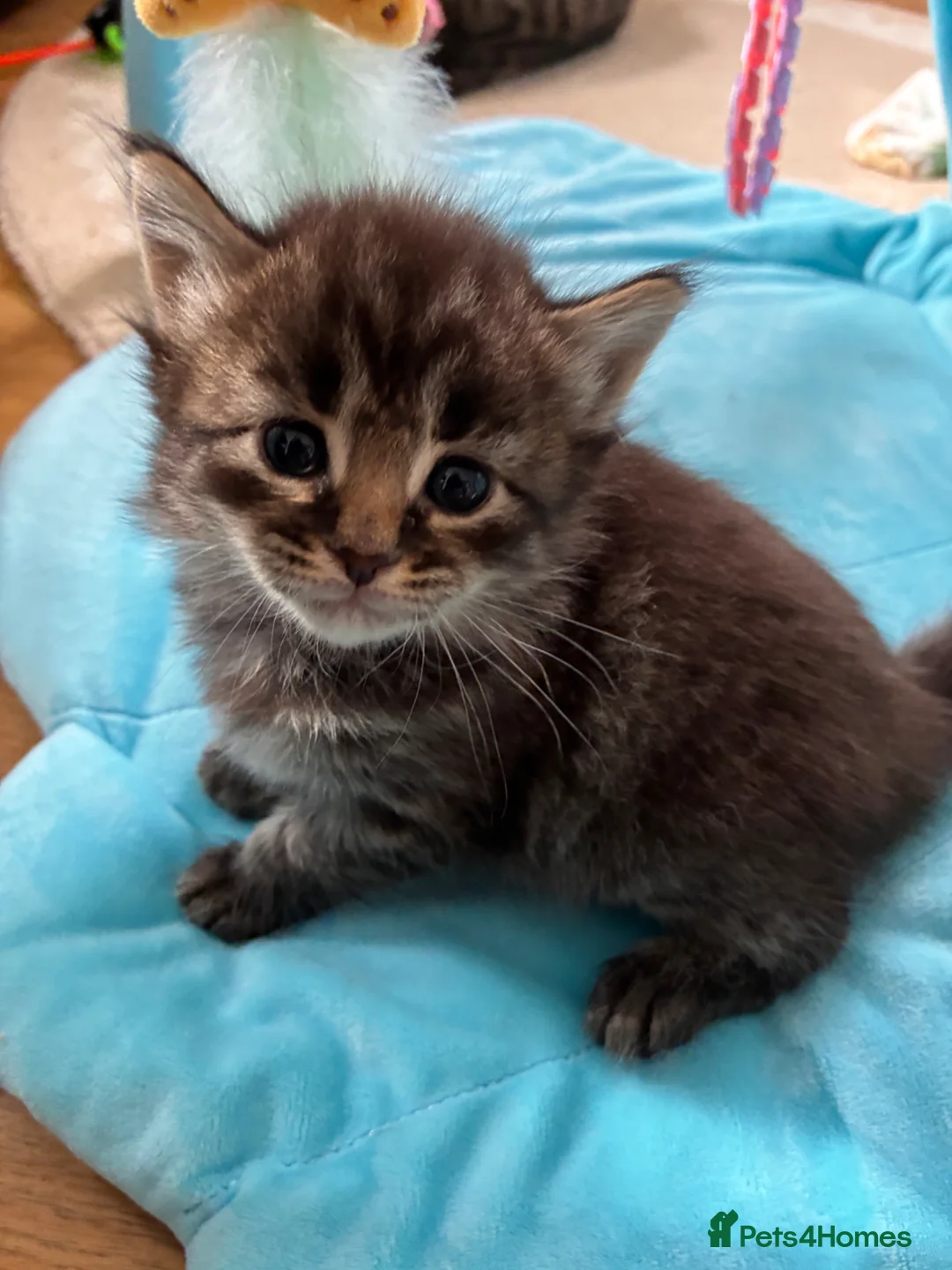 Mixed Breed cats for sale: Adorable kittens for sale  - Advert 2