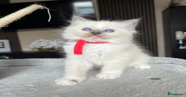 Ragdoll cats - Advert 15
