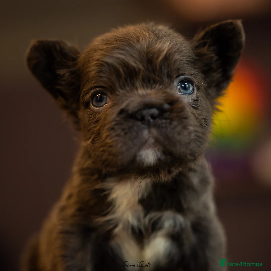 French Bulldog dogs for sale: fluffy Frenchbulldog - Advert 1