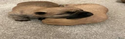 Cairn Terrier dogs for sale: Quality KC Reg Cairn Terrier pups  - Advert 2