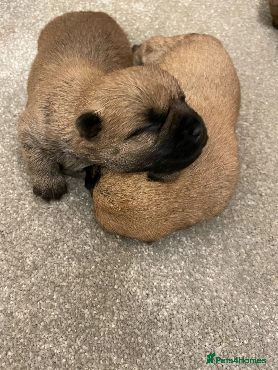 Cairn Terrier dogs for sale: Quality KC Reg Cairn Terrier pups  - Advert 2
