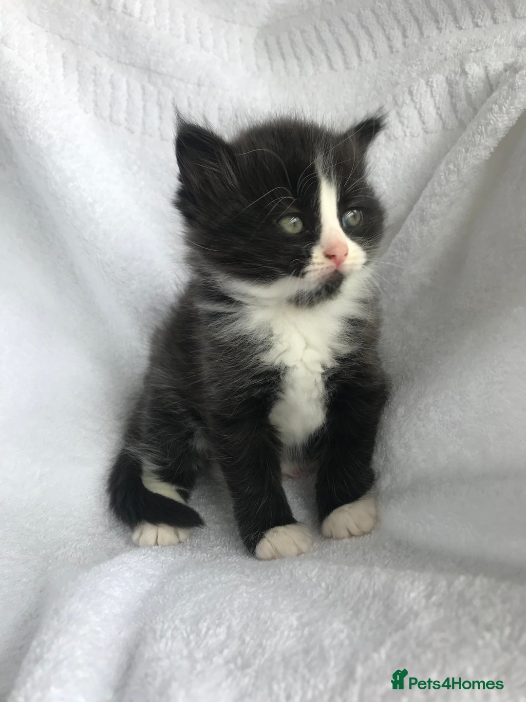 Ragdoll cats for sale: Long haired ragdoll cross mackerel tabby kittens  - Image 2