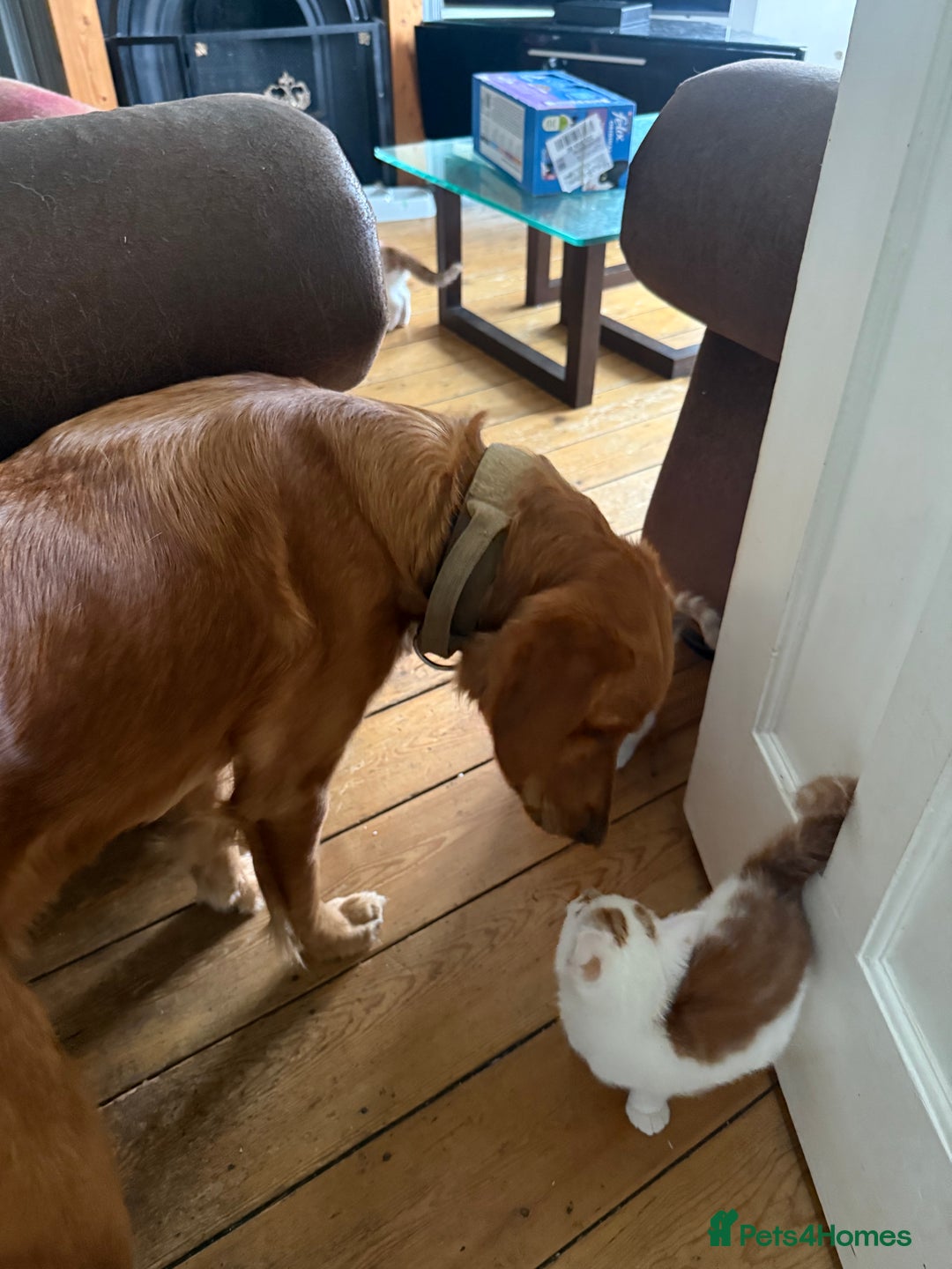 Domestic Shorthair cats for sale: 3 Adorable Ginger and White Kittens - Advert 9