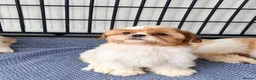 Shih Tzu dogs for sale: Little girl! - Advert 6