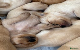 Labrador Retriever dogs for sale: Red Fox , Golden & White Labrador Pups  - Image 15