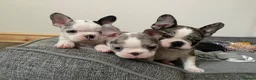 Mixed Breed dogs for sale: Frenchton’s . Boston X frenchie. - Advert 13