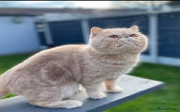 Exotic cats for sale: Gorgeous Golden Exotic Girl - Advert 13